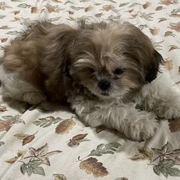 Puppy 2 - Silver gold and white female Shih Tzu puppy in Kingsley, Michigan from Joseph's Shih Tzus