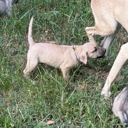 Black - Yellow male Black Mouth Cur puppy in Warsaw, Missouri from Heritage Cow Dogs