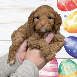 Lily - Red female Cavapoo puppy in Coshocton, Ohio from Forever Family Puppies
