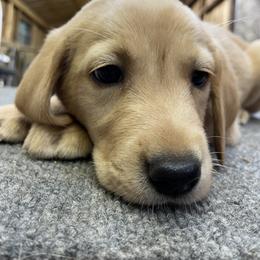 Jack Russell Terrier and Labrador Retriever Puppies from Canine Assist