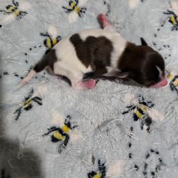 Jamie - White and red male Papillon puppy in Hollister, Missouri from Swan Creek Kennel