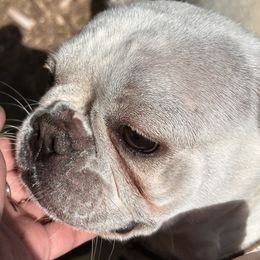 Missy - French Bulldog