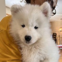 Sky (Light Blue Girl) - White female Samoyed puppy in White Bear Lake, Minnesota from Nakawe (nah-COW-weh) Samoyeds