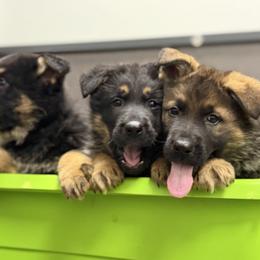 German Shepherd Puppies from Auf der Marquis German Shepherds