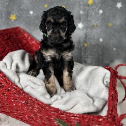 Green - Phantom male Poodle puppy in Ponce De Leon, Florida from Above the Standard Dogs