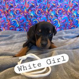 White Girl - Black and rust female Doberman Pinscher puppy in Knox, Indiana from Double River Dobermans