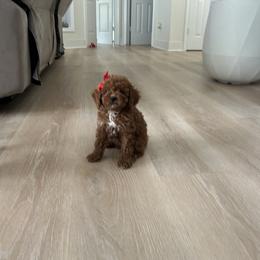 Leah - Apricot female Poodle puppy in Mint Hill, North Carolina from DoodleForever