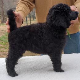 Juniper (boy) - green collar - Blue male Poodle puppy in Tullahoma, Tennessee from Peaceful Valley Poodles