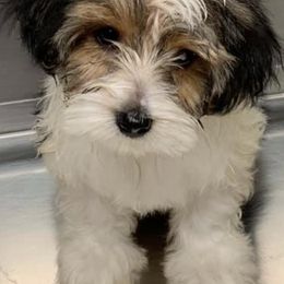 Morkies and Yorkshire Terriers from Happy Knoll’s Yorkies and Morkies