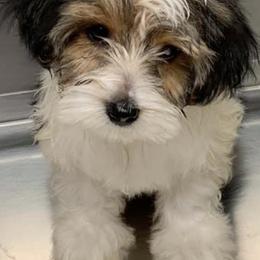 Morkies and Yorkshire Terriers from Happy Knoll’s Yorkies and Morkies