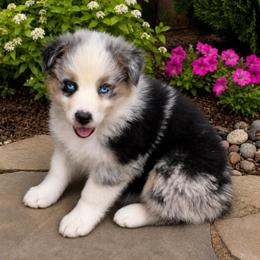 Uno - Blue merle male Australian Shepherd puppy in Howardsville, Virginia from Spectacular Aussies and Cavaliers