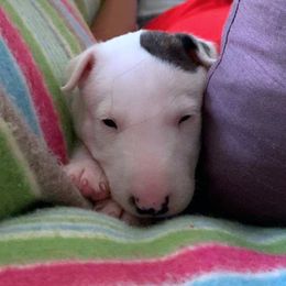 Miniature Bull Terrier Puppies from Tonka Miniature Bull Terriers