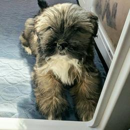 UltraViolet - Brown female Lhasa Apso puppy in Jefferson, New York from Absolute Lhasa Love
