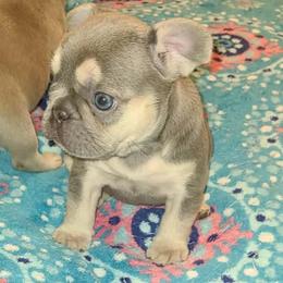 Vienna - Tricolors female French Bulldog puppy in Graham, Washington from Kristy's French Bulldogs & Mini Schnauzers