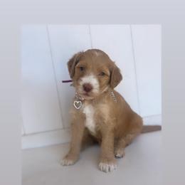 Haven - Apricot female Goldendoodle puppy in Waterford, California from Alvdoodles