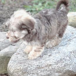 Male 2 - Chocolate sable male Havanese puppy in Medina, Ohio from Momma's Minis
