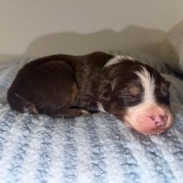 Klaus - Red tri-color male Australian Shepherd puppy in Anniston, Alabama from All Hale Aussies