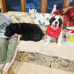 Orange Collar - Orange and white female Saint Bernard puppy in Double Springs, Alabama from St Bernard Kingdom, LLC