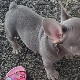 French Bulldogs from Autumn wind frenchies