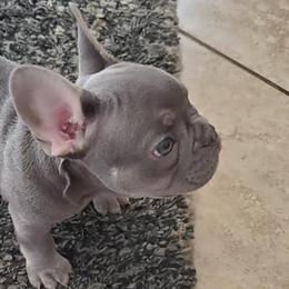 French Bulldogs from Autumn wind frenchies