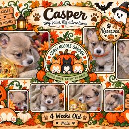 Casper - Sable male Pembroke Welsh Corgi puppy in Garden Grove, California from Corgi Noodles Garden