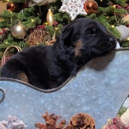 Blue Collar - Male - Black and red male German Shepherd puppy in Charlotte, North Carolina from Zuflucht K9s