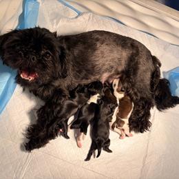 Matilda - Black female Shih Tzu puppy in Hemet, California from Aloha Shih Tzu