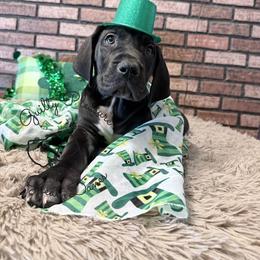 Ink - Blue and white male Great Dane puppy in Barberton, Ohio from Guilty Pleasure Great Danes