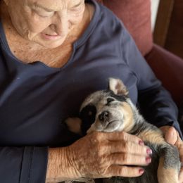 Australian Cattle Dog Puppies from Tin Roof Australian Cattle Dogs