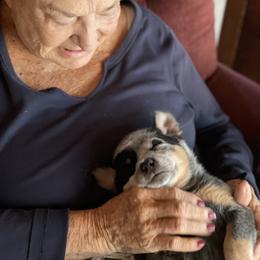 Australian Cattle Dog Puppies from Tin Roof Australian Cattle Dogs