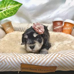 Sable - Black female Miniature Schnauzer puppy in Huntington, Utah from Schnauzers on Robinson Lane