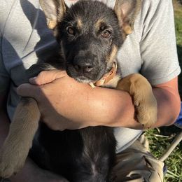 German Shepherd Puppies from TNT Pups