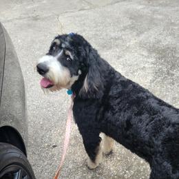 Bernedoodles from Haj Paj Bernedoodles