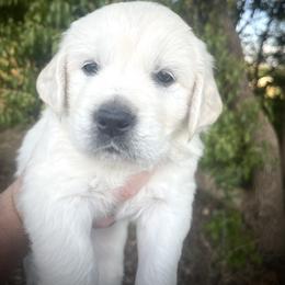 Blue - Light golden male Golden Retriever puppy in Clovis, California from Puppy Love, Hall's Goldens
