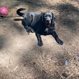 Labrador Retriever All Grown Up from Ehlers' Retrievers
