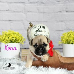 French Bulldog Puppies from Battery Creek Frenchies