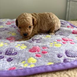 Baby white - Cream male Poodle puppy in Meyersdale, Pennsylvania from Annie’s Toy Poodles
