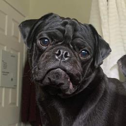 Winston - Pug