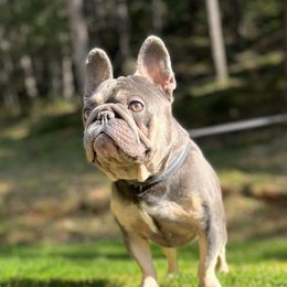 Vatican - French Bulldog