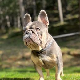 Vatican - French Bulldog