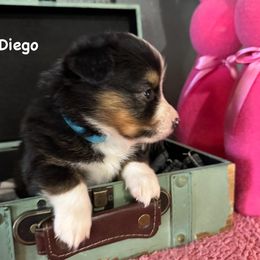 Companion Cross puppies from Splootin’ around Corgi’s