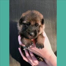 Mint - Sable female German Shepherd puppy in Maricopa, Arizona from Royalty German Shepherds