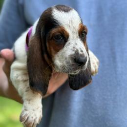 Barbie - Black brown and white female Basset Hound puppy in Oronogo, Missouri from Dutton's Show Me Farms