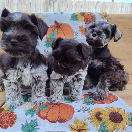 Miniature Schnauzer Puppies from Happy Pawz Schnauzers