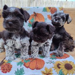 Miniature Schnauzer Puppies from Happy Pawz Schnauzers