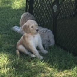 Goldendoodle Puppies from Da Ruba Doodles