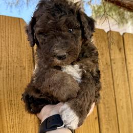 Scout - Chocolate merle male Bernedoodle puppy in California from Wild Roots Doodles