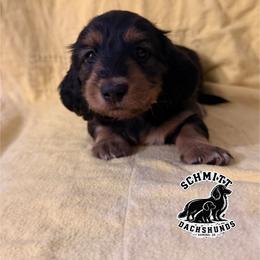 Wendy - Black and tan female Dachshund puppy in Ramona, Oklahoma from Schmitt Dachshunds