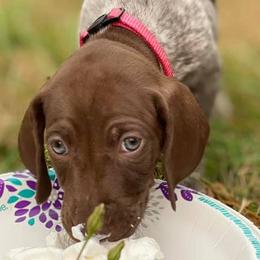 BEA - German Shorthaired Pointer puppy in Onalaska, Washington from Boonies Farms