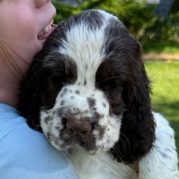 Jasmine - White and liver female English Springer Spaniel puppy in Newport News, Virginia from Sara's English Springer Spaniels (All Tails Kennel)